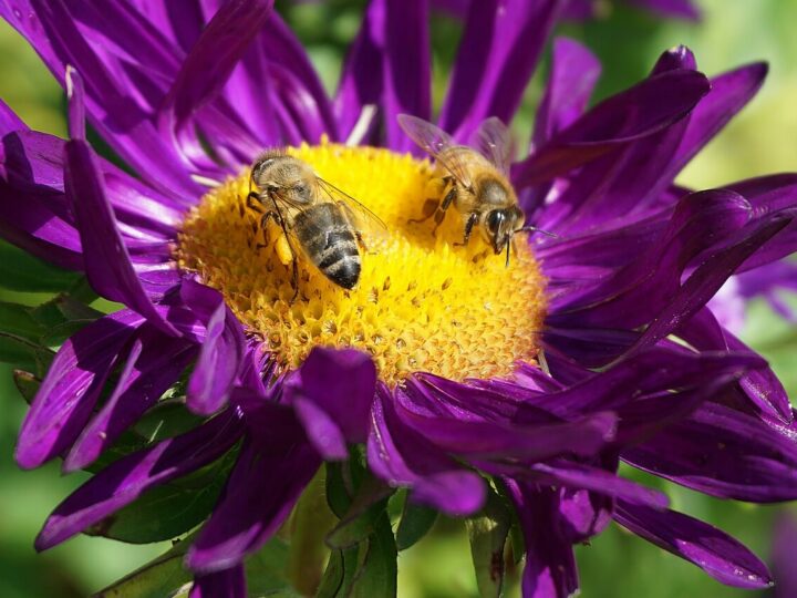 Województwo śląskie ratuje pszczoły!